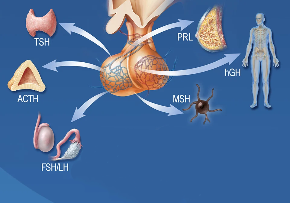 1790337807157835.png 2020-Anterior-Pituitary-Hormones-Chinese.png