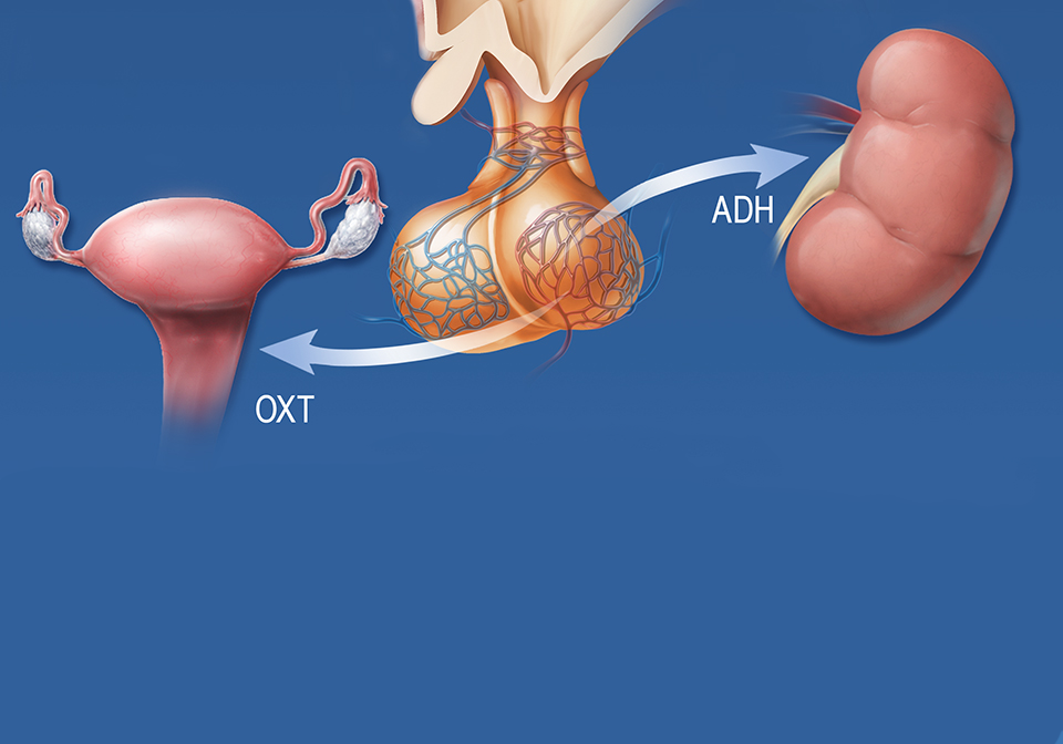 1790337862136229.png 2020-Posterior-Pituitary-Hormones-Chinese.png