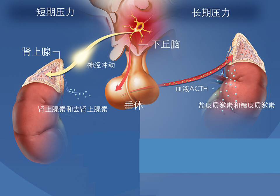 1790337924662076.png 2020-Stress-Response-Chinese.png